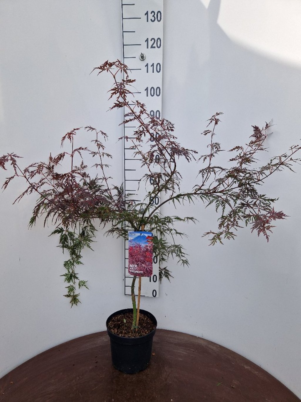 Acer pal. 'Firecracker' - C5 40-50 CM